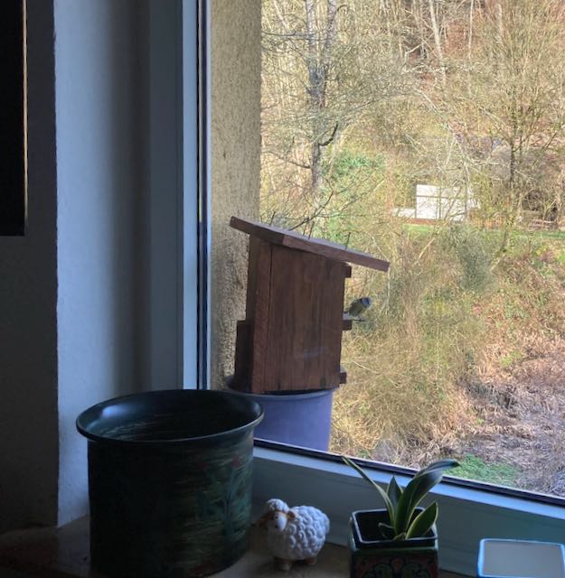 Meisen am brüten